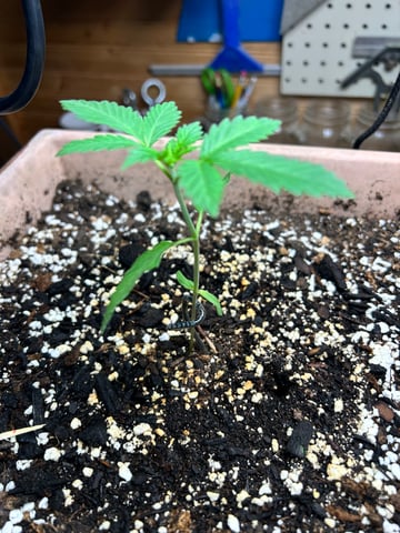 White Widow Twins — seedling_rooting, day 20