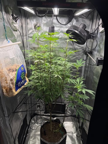  Apple fritter  Clones round two — flower, day 174