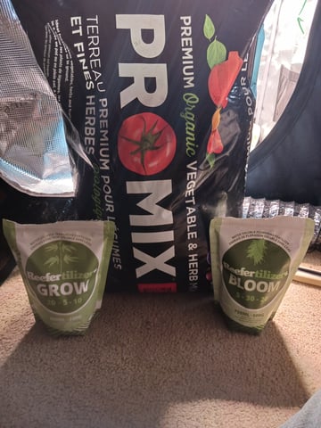 4th grow  — germination, day 4