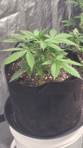 Grow #2 Thank You to All that helped guide me, offered advice, gave insight, or complimented progress. Now to apply some of what I learned the first go-round.  — vegetative, day 25