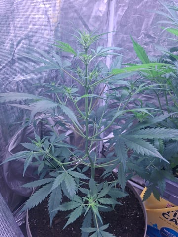 Queen B  — flower, day 46