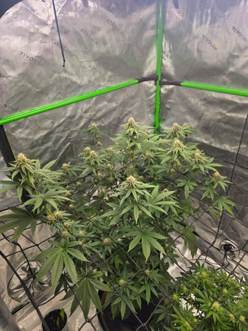 2nd grow round 2 — flower, day 70