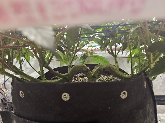 scrog from cut.  — flower, day 15