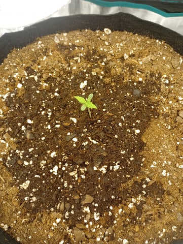 White Widow XXL Auto — vegetative, day 8