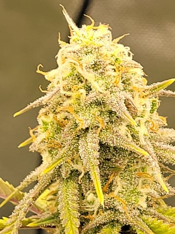 auto  — flower, day 1