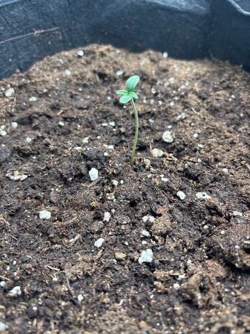 Double Grape Auto  — seedling_rooting, day 2