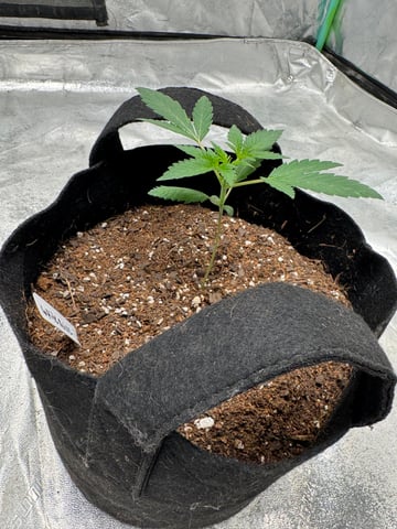 white runtz auto flower — vegetative, day 17