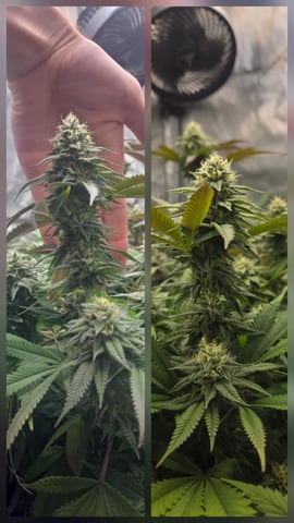 First Grow — flower, day 106