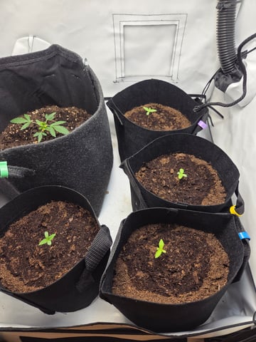 Box 1 — grow_setup, day 1