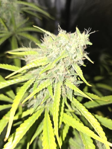 3rd Auto Grow — flower, day 98