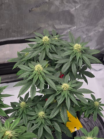 Homegrown - 🍒 🥧 & GSC Auto, 🚀 Seeds 🍌 Buttercups  — flower, day 57