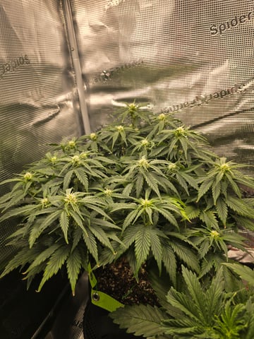 blue dream auto — flower, day 40