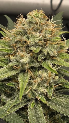 lilac diesel Rbx2 — flower, day 105