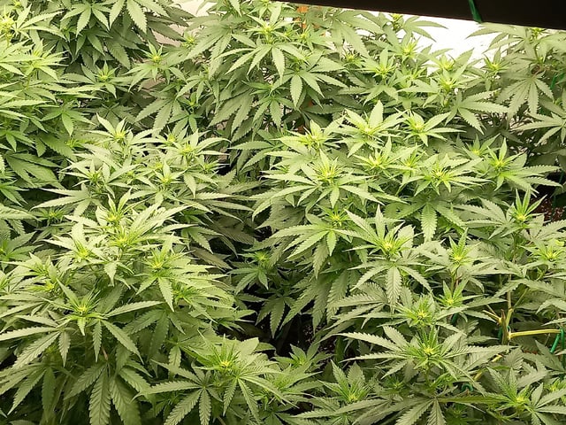 10x Critical Feminisiert from Ganjafarmerseeds  — flower, day 81