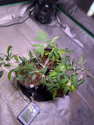 Green Gelato — vegetative, day 8