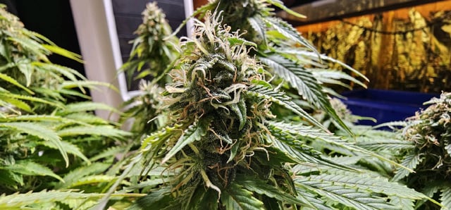 skywalker haze — grow_setup, day 78