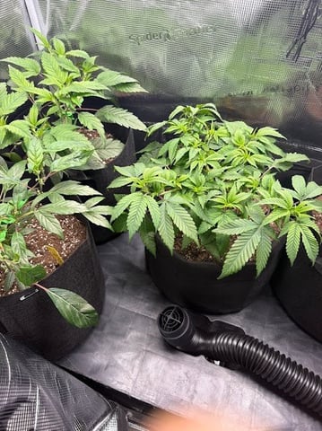     Clone Run #1 — vegetative, day 1