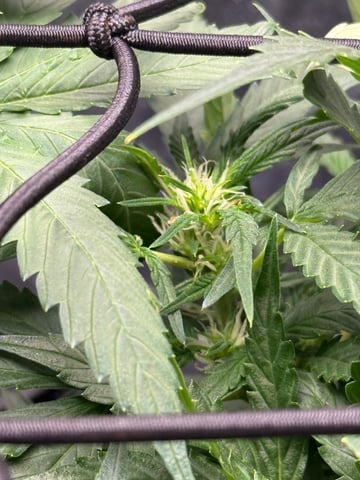 peaceful grow 1 — flower, day 40