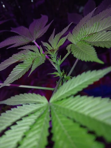 triangle kush  — flower, day 51