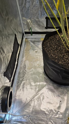 Big Momma Blue Dream  — flower, day 58