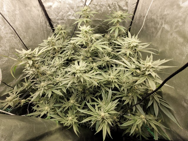 #3 — flower, day 58