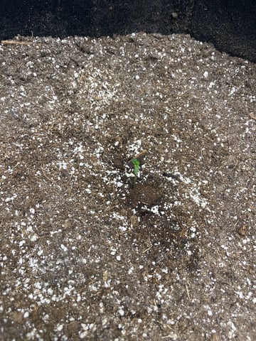 Chick n Wafflez, Big Bud Auto, Strawberry cheesecake auto — seedling_rooting, day 3