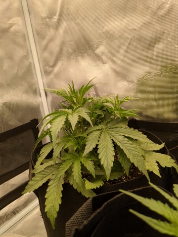 first grow — flower, day 21
