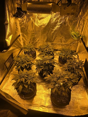 Autos AGAIN — vegetative, day 39