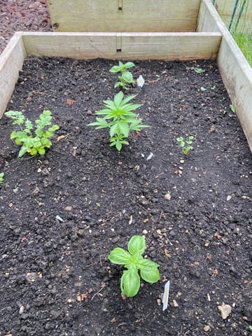 queen of soul X cap junky  — vegetative, day 35