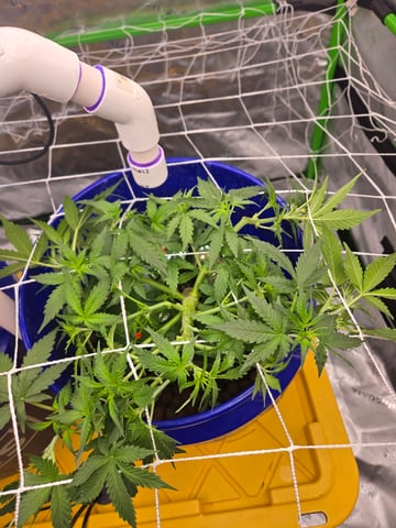 Fastbuds Autoflower Run — vegetative, day 35