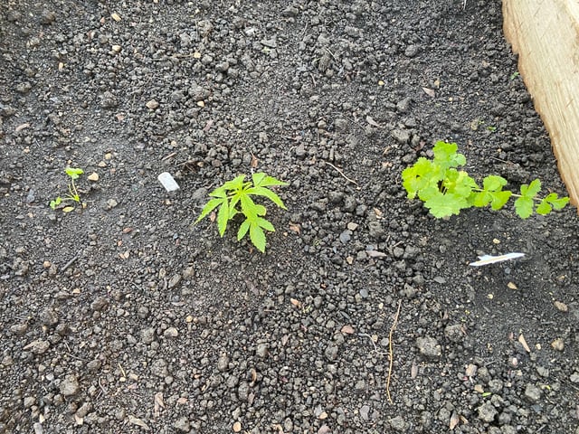 queen of soul X cap junky  — seedling_rooting, day 28