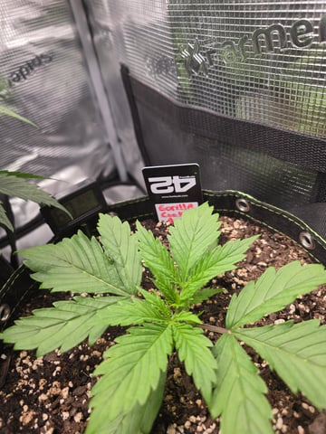 Gorilla Cookies auto  — vegetative, day 13