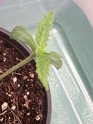 Ztrawberriez (Auto) 2026 - 1 — seedling_rooting, day 9