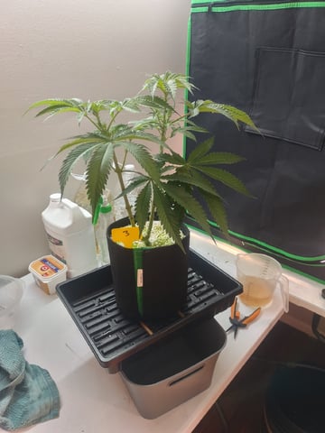 Mainely Genetics Micro Pheno Hunt — flower, day 46