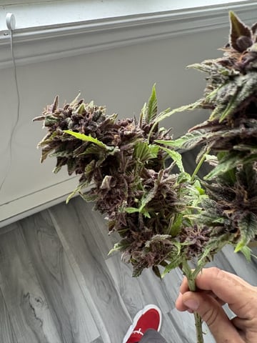 Purple Wedding Glue — harvest, day 45