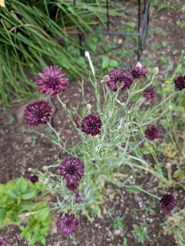 See what grows — vegetative, day 131