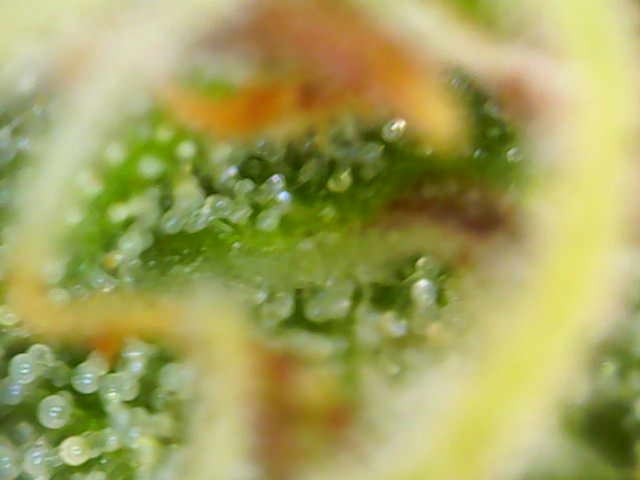 Pine (Auto) 2025 - 0 — flower, day 72