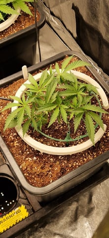 New Strains — vegetative, day 40