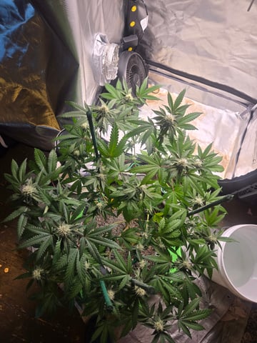 Looking for advice! — flower, day 73