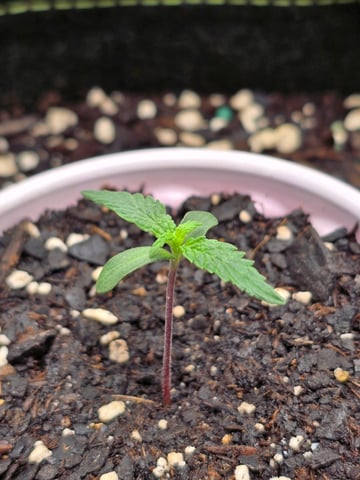 blue dream auto — vegetative, day 10