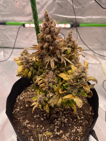 Phx_Freedom — flower, day 63