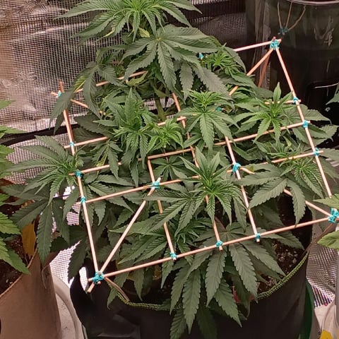 TentPlantLightFan — vegetative, day 51