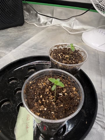 Late Season Start  — germination, day 7