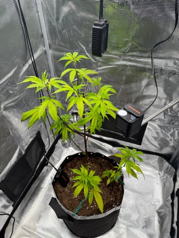  Apple fritter  Clones round two — vegetative, day 117