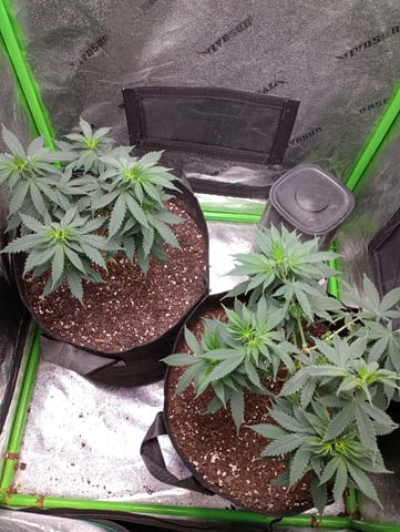 All Aboard!!! — vegetative, day 49
