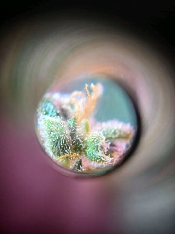 fruity pebbles, cap junky — grow_setup, day 2