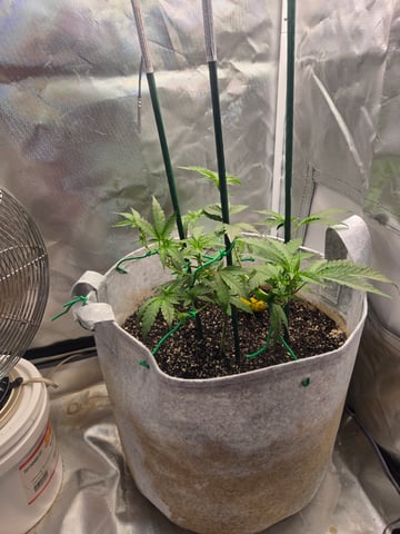 Looking for advice! — vegetative, day 30