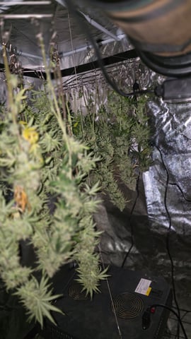 strawberry ghost and death breath — harvest, day 32