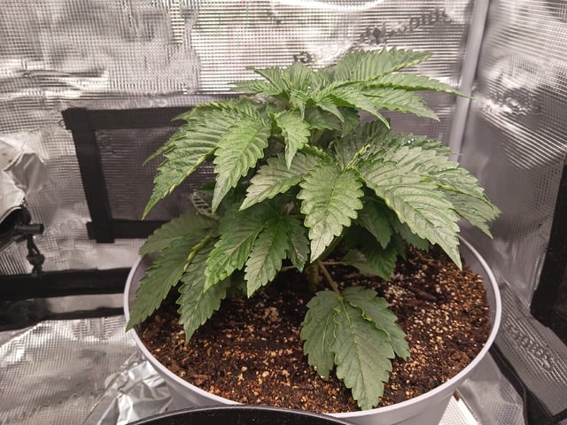 Gorilla Sherbert Feminized From Blimburn Seeds  — vegetative, day 22