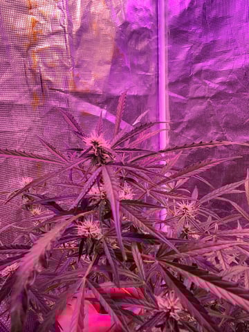 Banana  — auto, day 66